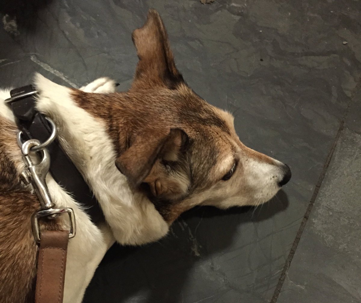 When the pub is good, the chin rests on the floor!! 🐾😊 Definite paws up for The New Inn #clovelly 🐶