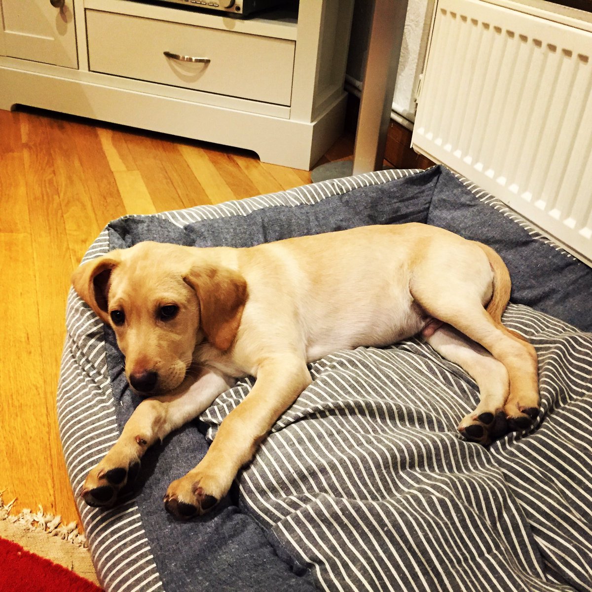 TomMillington88's tweet image. I think I&apos;ve found a top ball collector #labrador #ballmachine #ladykiller #puppy