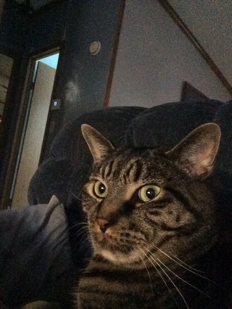 JobieCat9lives's tweet photo. It's been a rough week... #beerme #thirsty #Kittensupport https://t.co/q96Gelmg6B