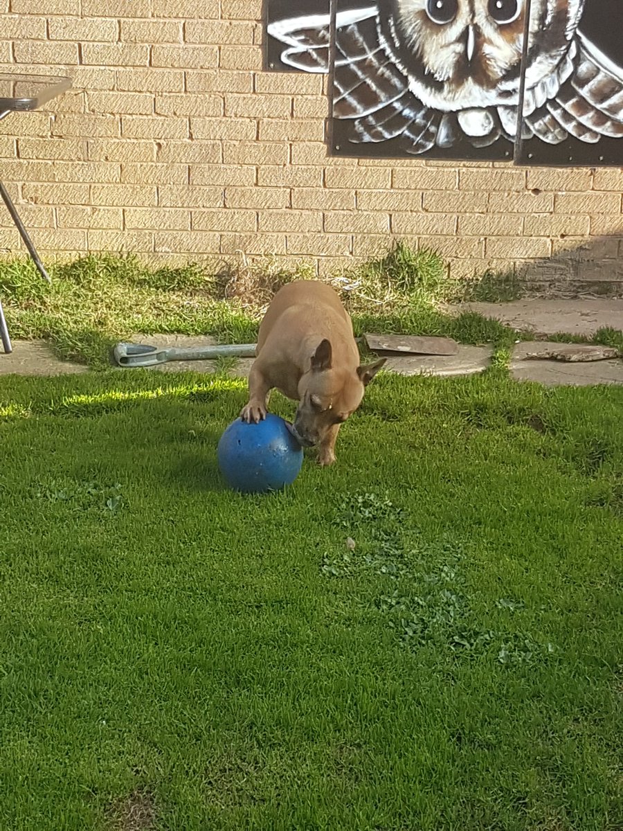 BeckiWratten's tweet photo. She wanted her ball no matter what 😠 #lovestaffys #staffordshirebullterrier #lovedogs https://t.co/faY5l0WjfV