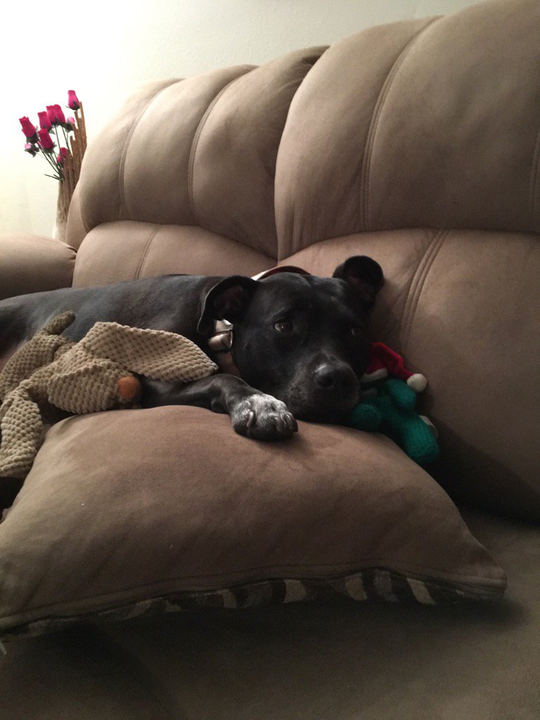The absolute best bud. <a href="/dogcelebration/">CelebrationOfDogs</a>