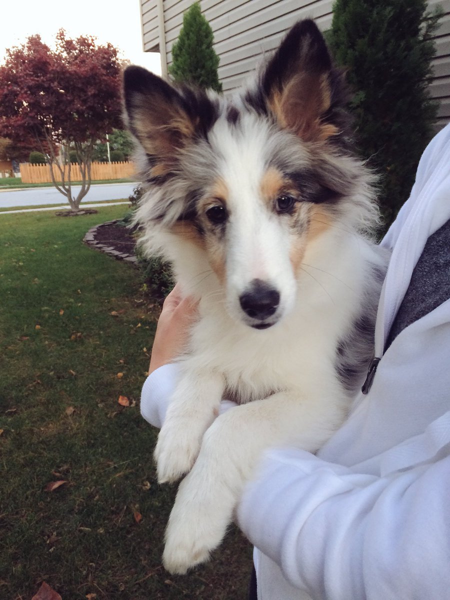 floyd_karissa's tweet photo. my neighbor's puppy is literally an angel 😇😭 #gimmmeee https://t.co/avr1NoTLH1