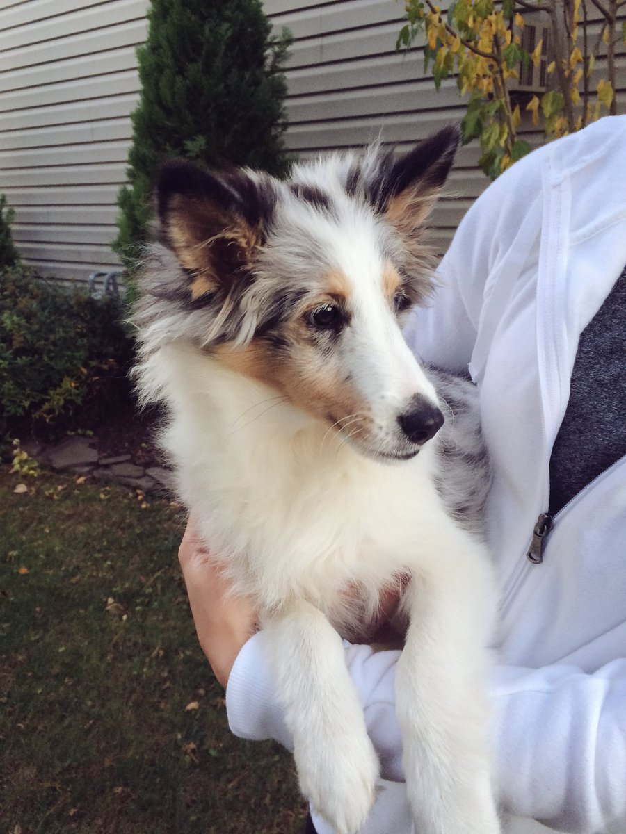 floyd_karissa's tweet photo. my neighbor's puppy is literally an angel 😇😭 #gimmmeee https://t.co/avr1NoTLH1