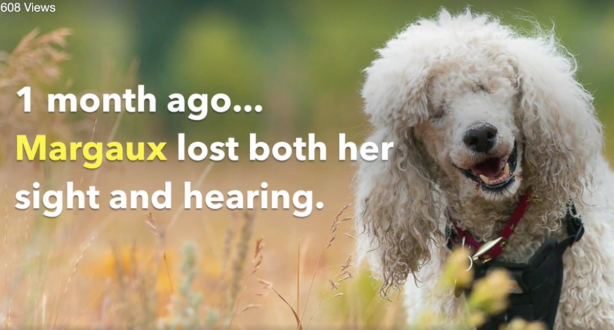 mypawsitivepet's tweet photo. Margaux the Poodle's Inspiring Story - WATCH as her fur sister's act as her seeing eye companions #RootForMargaux https://t.co/f79UkcIVin https://t.co/jv9JDioG8r