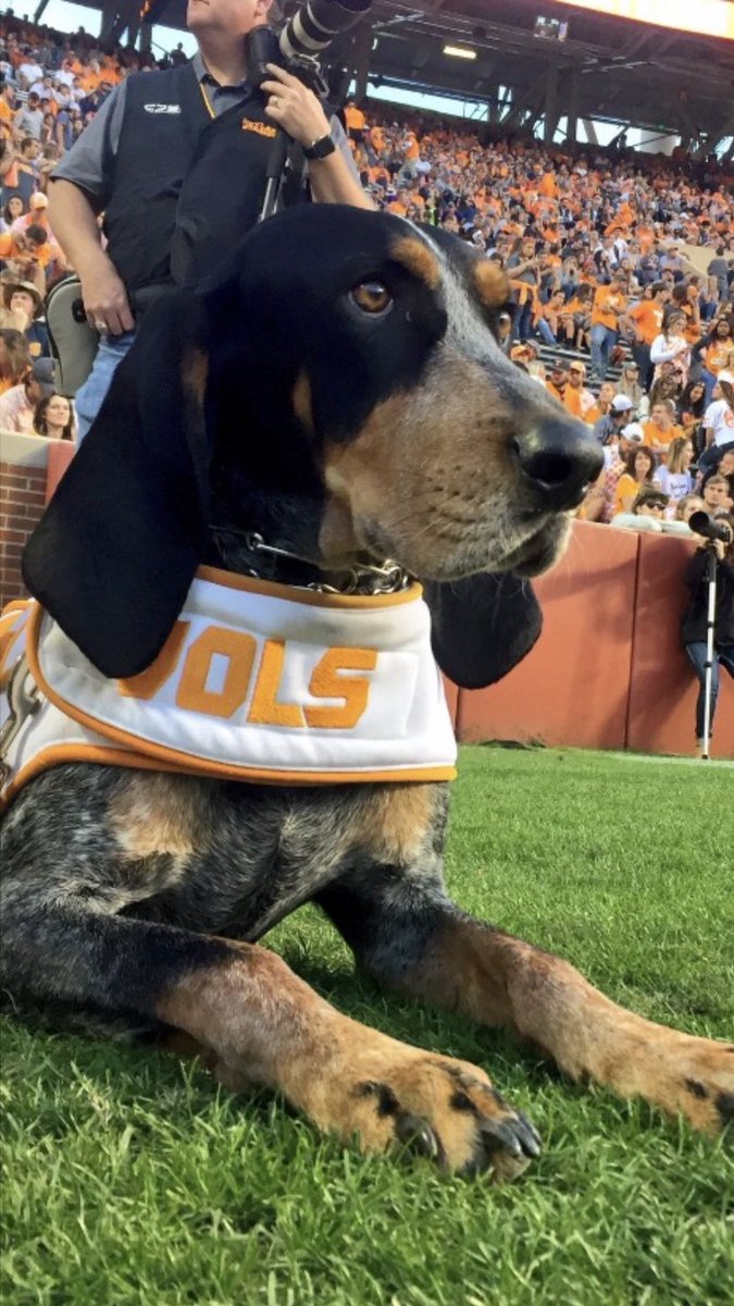 downtowncecil's tweet photo. MY MAN! Get em, Smokey! #GoVols https://t.co/4JaFJ1qvmq