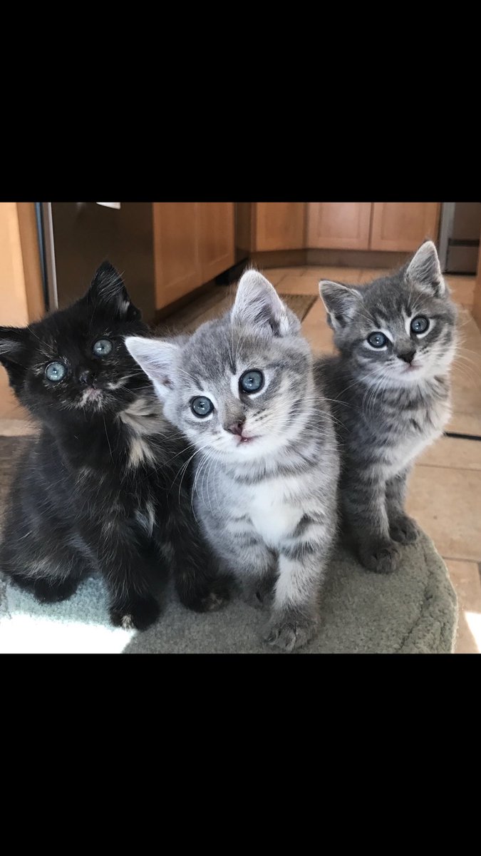 MazdaBoston's tweet photo. We are fostering kittens! The little black and orange female kitty on the left still needs a home!! #MazdaDrive4Good #boston https://t.co/1pfb6OKeiY