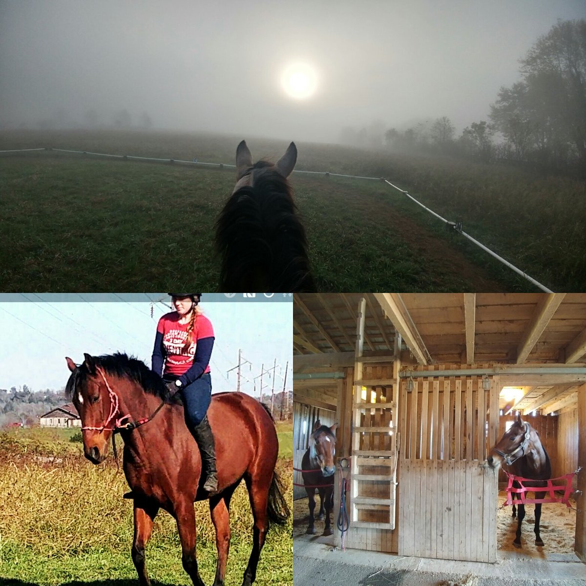 #Whiskey #RebelsHeartbreaker #Supremacy #AChangeOfFate #ProudRoyal #RetiredRacehorseProject2017 #OTTB #BittergreenFarm #TB #AmericanPaint