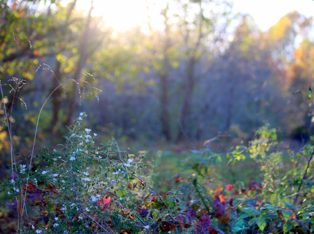 Calvello02's tweet photo. #fallscape https://t.co/RMpDrJ3F2q