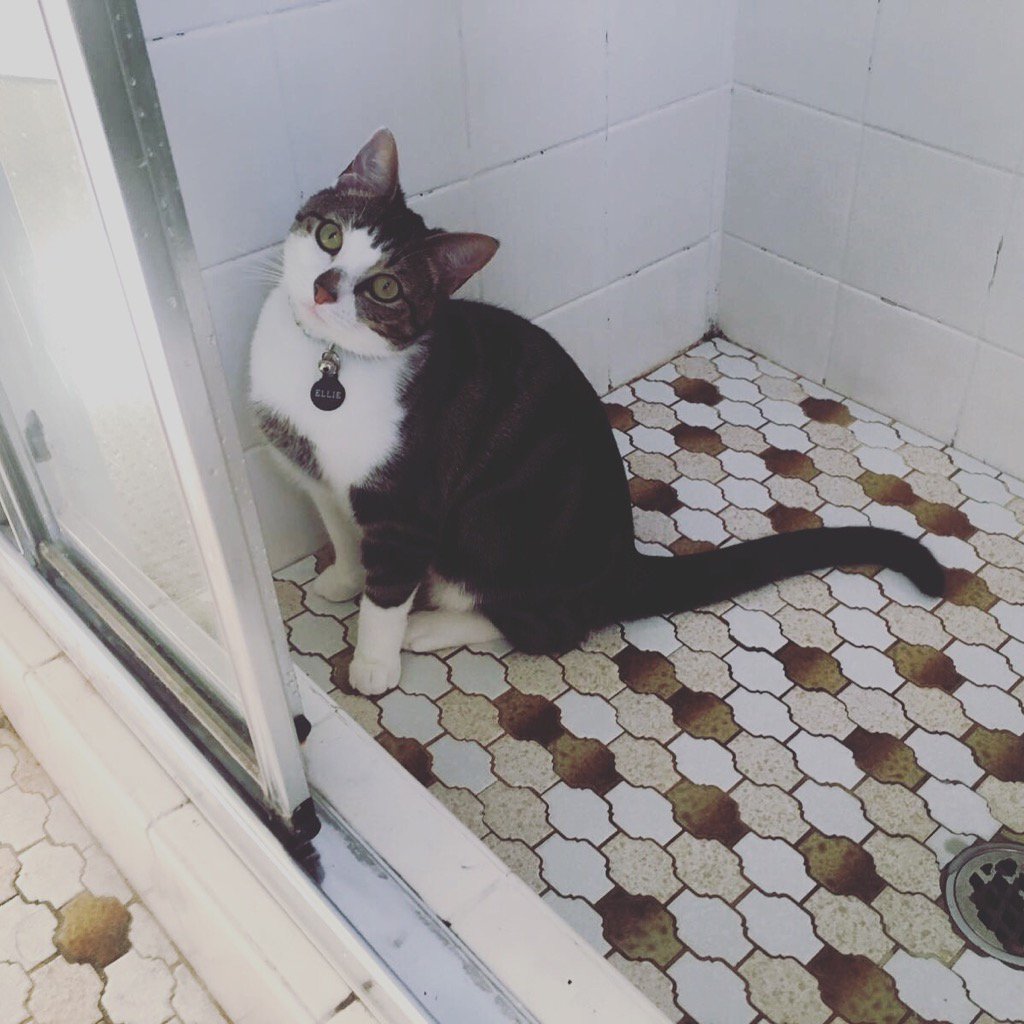 lovellypetsits's tweet photo. "yes? Can I help you with some thing?" Sometimes your cat just wants to chill in the shower. Ok!! #catslife https://t.co/tatLAgiFLC