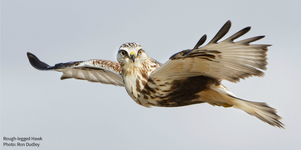 audubonsociety's tweet photo. Trying to photograph a raptor in flight is no easy feat, but we have some tips for you: https://t.co/OcE4PXx8VU https://t.co/gUHDrsCSKA