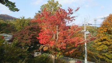 河鹿橋は伊香保温泉の紅葉名所 ライトアップの見頃やアクセスを紹介 Travel Star