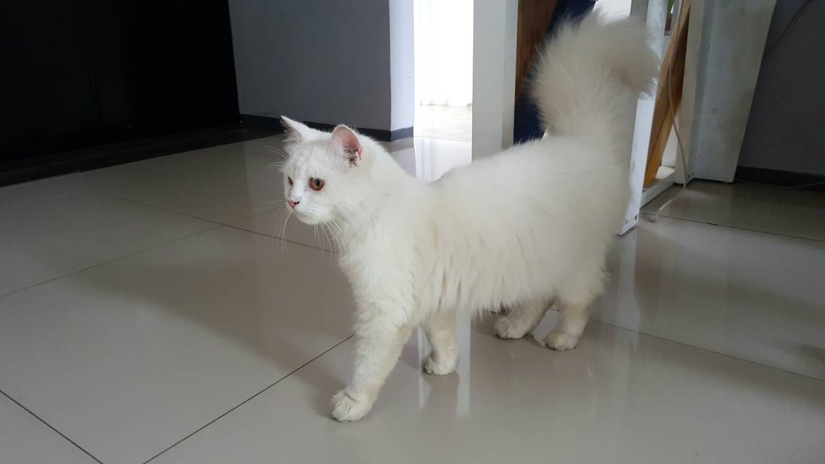 gilang_sg's tweet photo. Bagi yg merasa kehilangan kucing ini dm ya cc @InfoMrRaya https://t.co/AdbtOcdsfi