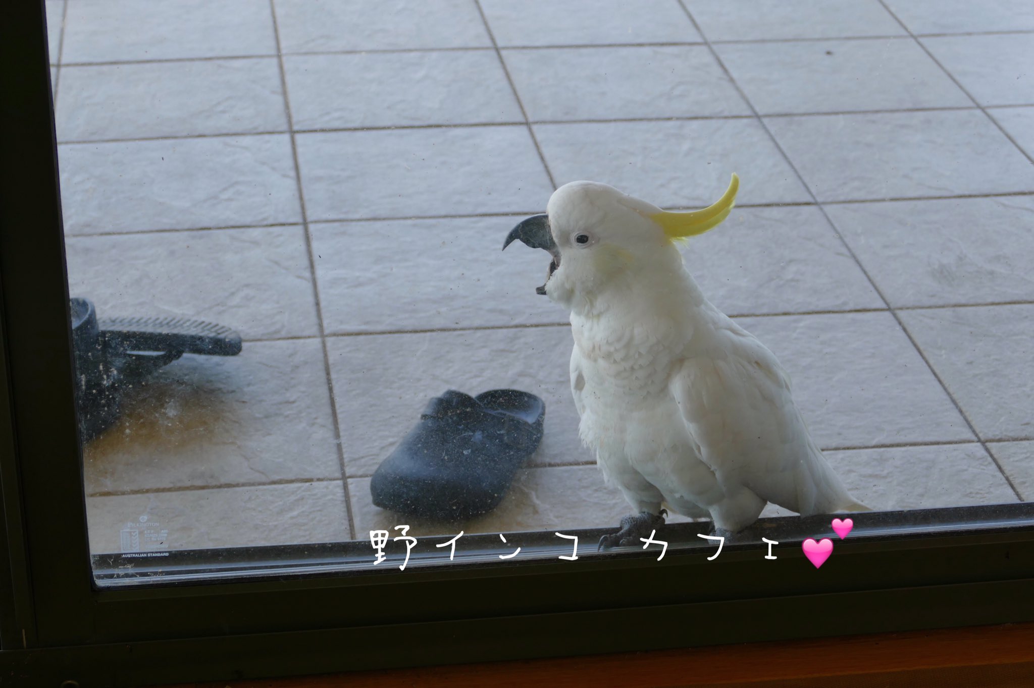 Miki Hirano 途中で飽きてあくびを連発するキーちゃん 笑 キバタン 野鳥 オウム 野インコ 野インコカフェ インコ シドニー オーストラリア T Co Lfvzmnmu1z Twitter