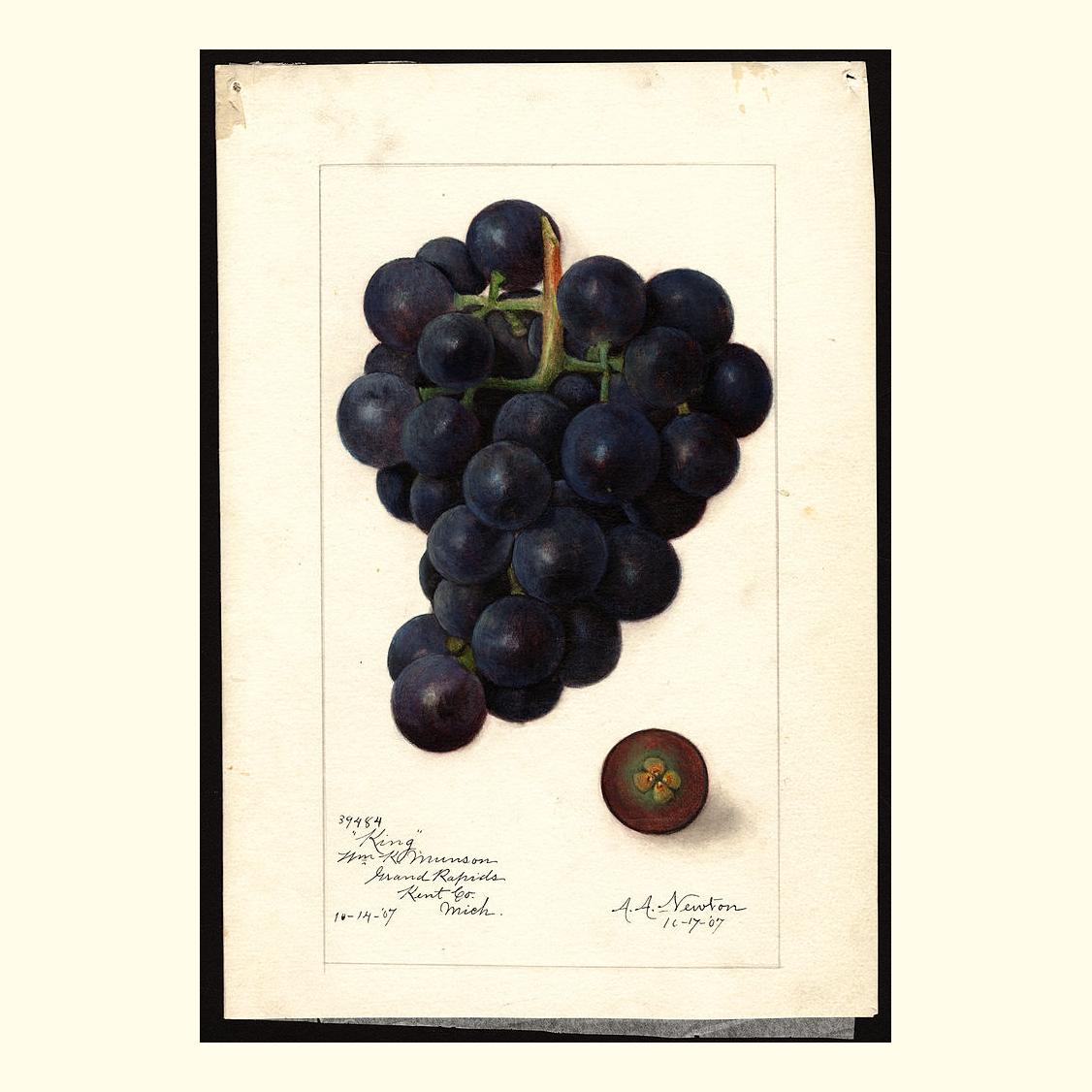 king grapes, painted by amanda almira newton, 1907