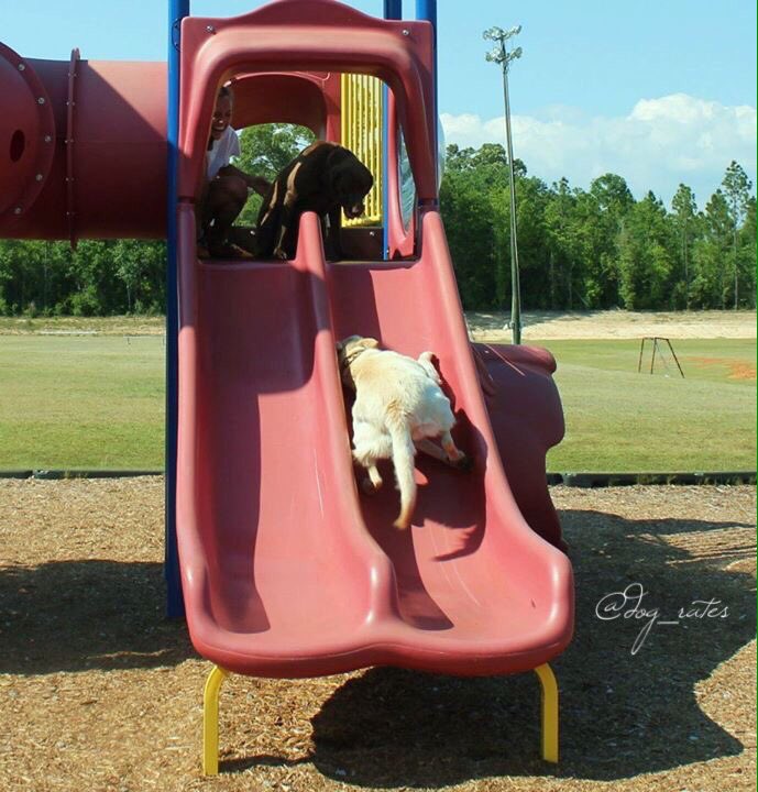 WeRateDogs on X: This is Bailey. She loves going down slides but