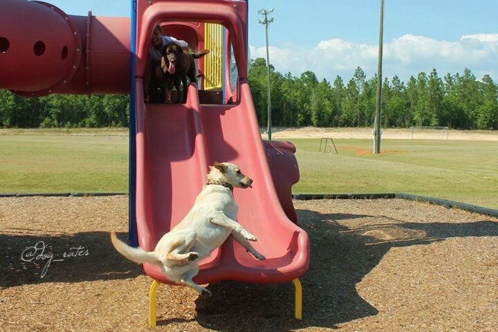 WeRateDogs on X: This is Bailey. She loves going down slides but