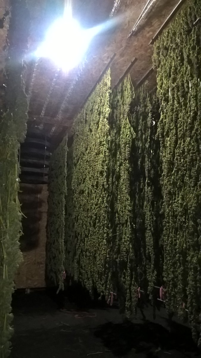 The REC is out of control and beautiful for our first tier 2 harvest