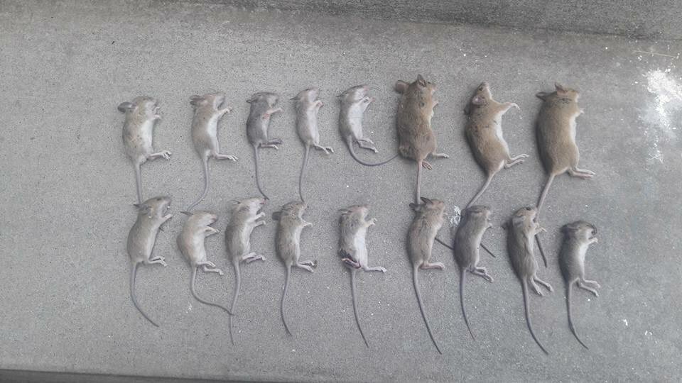 Awaisalee78's tweet image. aj subha latest Karwie main 17 Bharti Fuji  marray gay.
#india #IndArmy #Looser