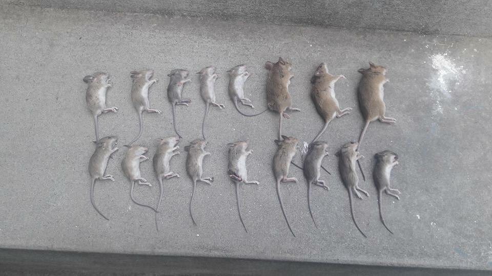 Awaisalee78's tweet image. aj subha latest Karwie main 17 Bharti Fuji  marray gay.
#india #IndArmy #Looser