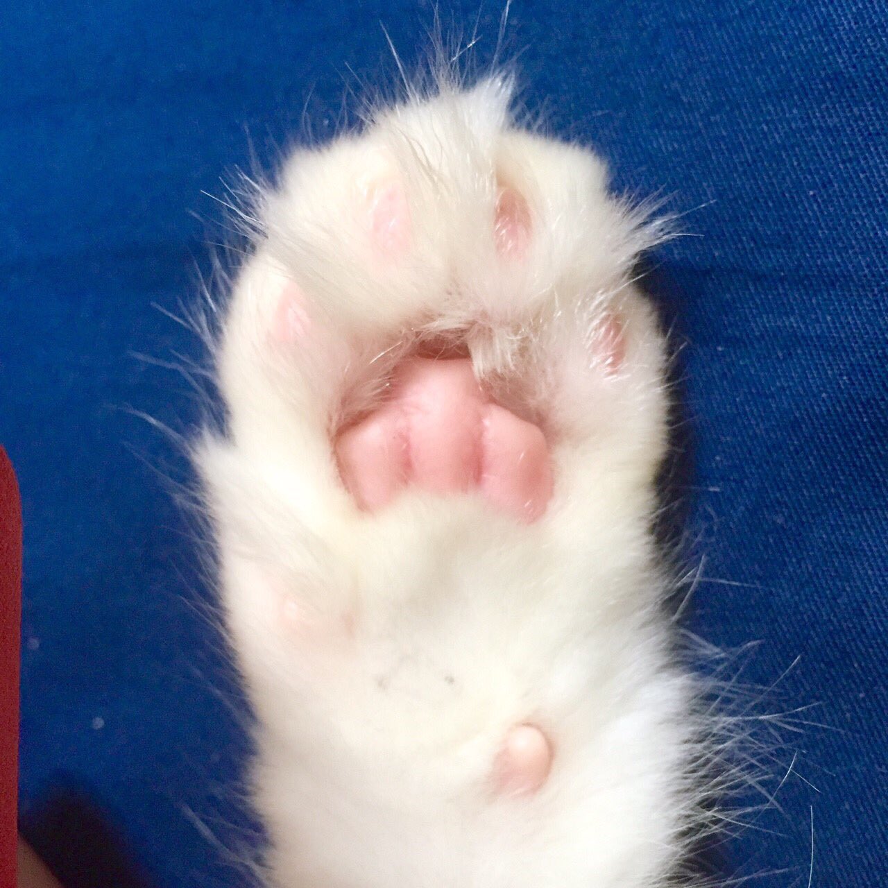 三毛猫ののさん 全国の肉球ファンの皆様 お待たせしましたピンクの肉球 断髪前画ですが どうぞもにゅもにゅしてください W 猫 ノル猫の森 猫部 猫写真 三 三毛猫ののさん 全国の肉球ファンの皆様 お待たせしましたピンクの肉球 断髪前画ですが どうぞもにゅもにゅしてください W 猫 ノル猫の森 猫部 猫写真 三