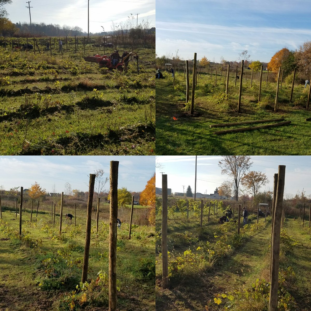 Section 8 Vineyards tweet media