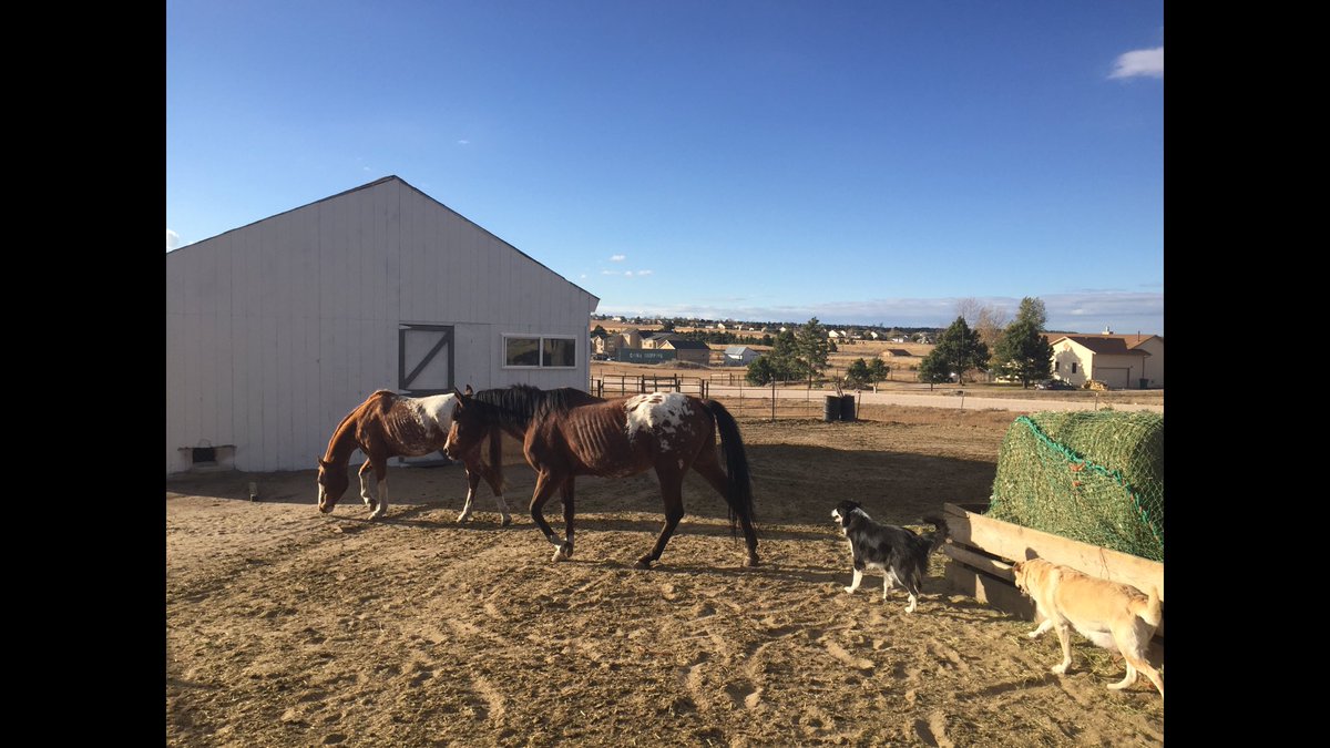 RyFi13's tweet photo. In a "no brainer" mentality, these poor babies are now in our care Give me a month we'll get em nursed back to health! #horselife #miniranch https://t.co/237UK22j1T