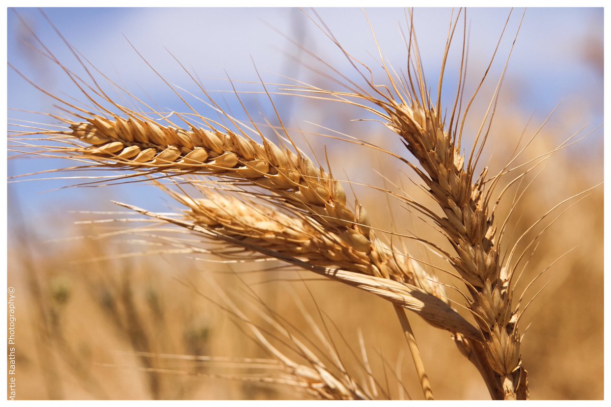 MartieRaaths1's tweet photo. Harvesting #wheat #swartland #darling https://t.co/P3z4i7RuvE