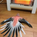 インコの日課WWストーブで暖をとるのって普通なのWW