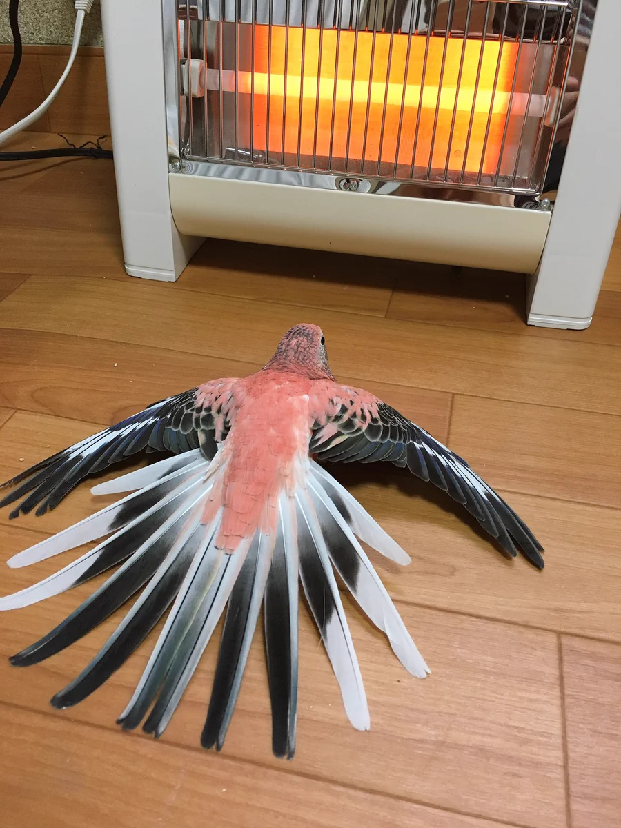 インコの日課WWストーブで暖をとるのって普通なのWW