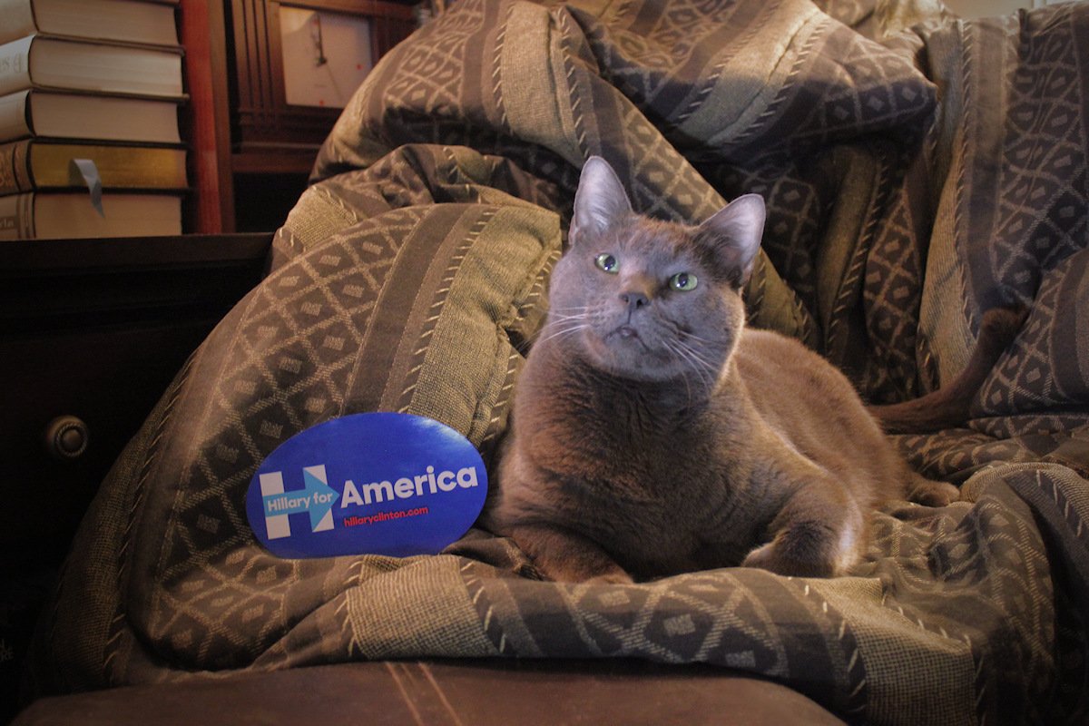 filmystic's tweet photo. Taji: Shall I tuck one paw?
Me: Sure.
Taji: Like this?
Me: Cute.
Taji: Tilt my head?
Me: Don't overdo it.
Taji: Okay. Ready.
#CatsForClinton https://t.co/Tl3QLSVeXI