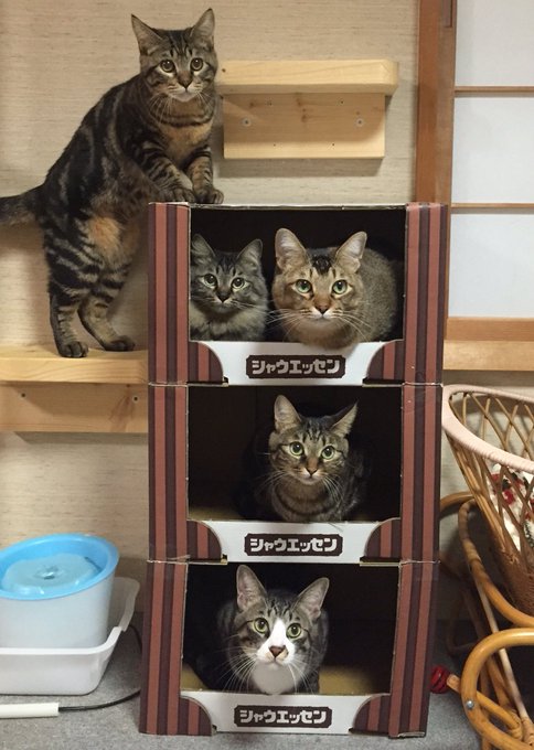 これは大家さんになりたいぞ 3階建てねこマンション ただ今満室です ねとらぼ