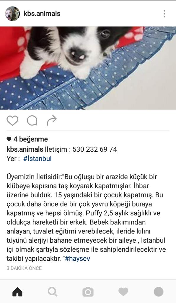 Leylaltn's tweet photo. 15YAŞNDA KATİL ERKEK ÇOCUK,YAVRU KÖPEKLERİ ÖLDÜRÜYOR❕BU CANI ÖLDÜREMEDEN KURTARILDI❕2,5AYLIK ERKEK❕ÖMÜRLÜK YUVA🙏İST-5302326974 @hayhaksaygi https://t.co/8om15qkVyd