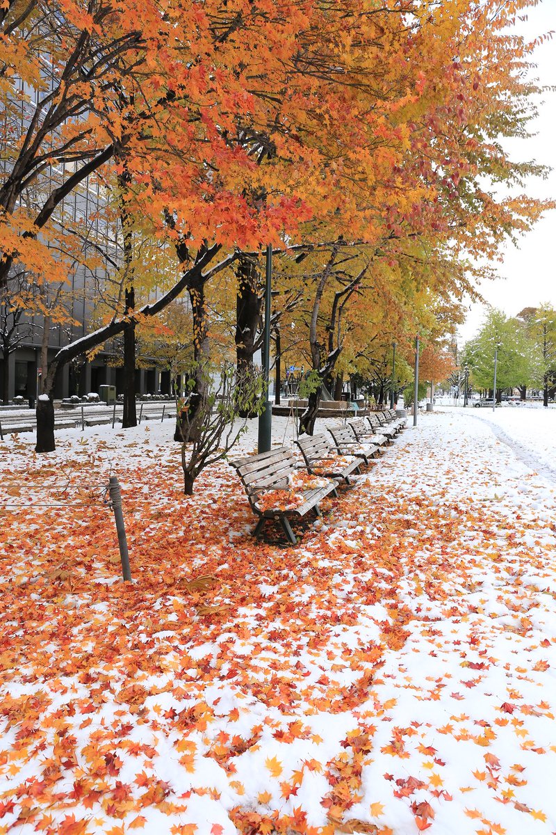 札幌大通公園の美しすぎる写真 紅葉と雪が混ざり合った景色に感動の声 ライブドアニュース 札幌大通公園の美しすぎる写真 紅葉と雪が混ざり合った景色に感動の声 ライブドアニュース