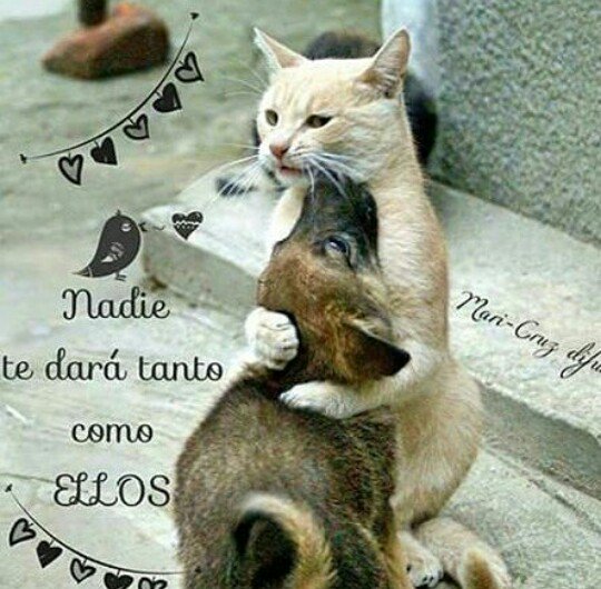 Buenos días! Vamos a terminar la semana con alegría! A cuidar de nuestros bichejos! Porque nadie te dará tanto como ellos! #AmorAnimal