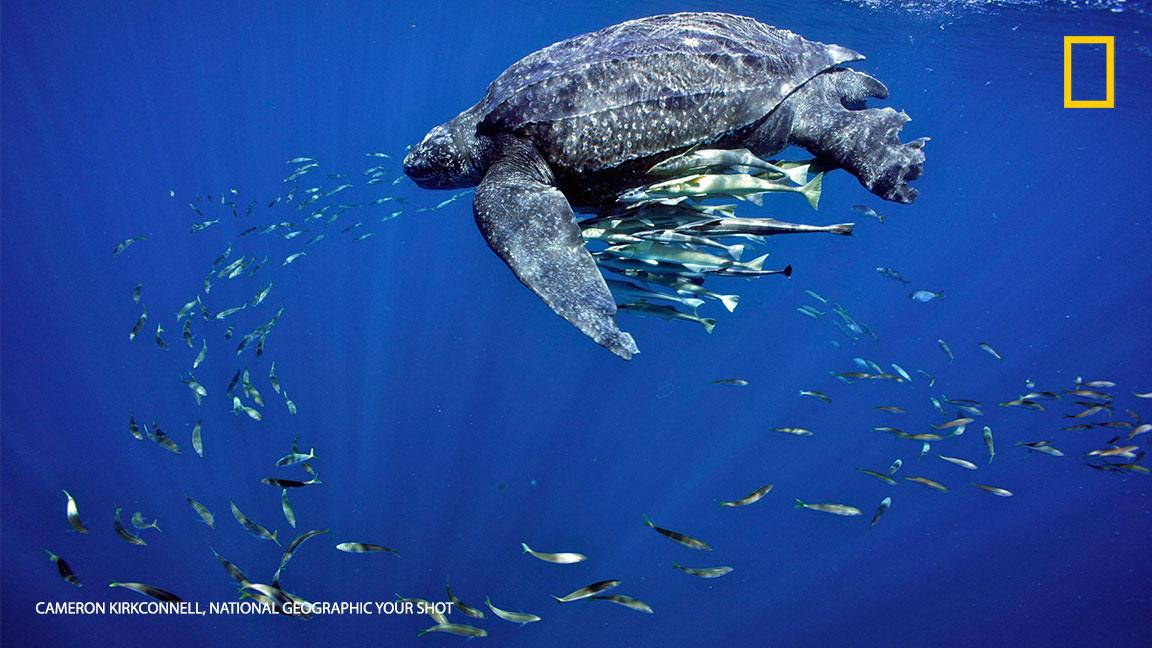 гигантская кожистая черепаха. кожистая морская черепаха самая большая черепаха в мире. кожистая морская черепаха. Dermochelys coriacea черепаха. гигантская кожистая черепаха.