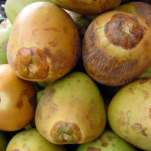 The role of coconut oil to help #eczema buff.ly/2eZFm1Z #skinconditions #beautytips