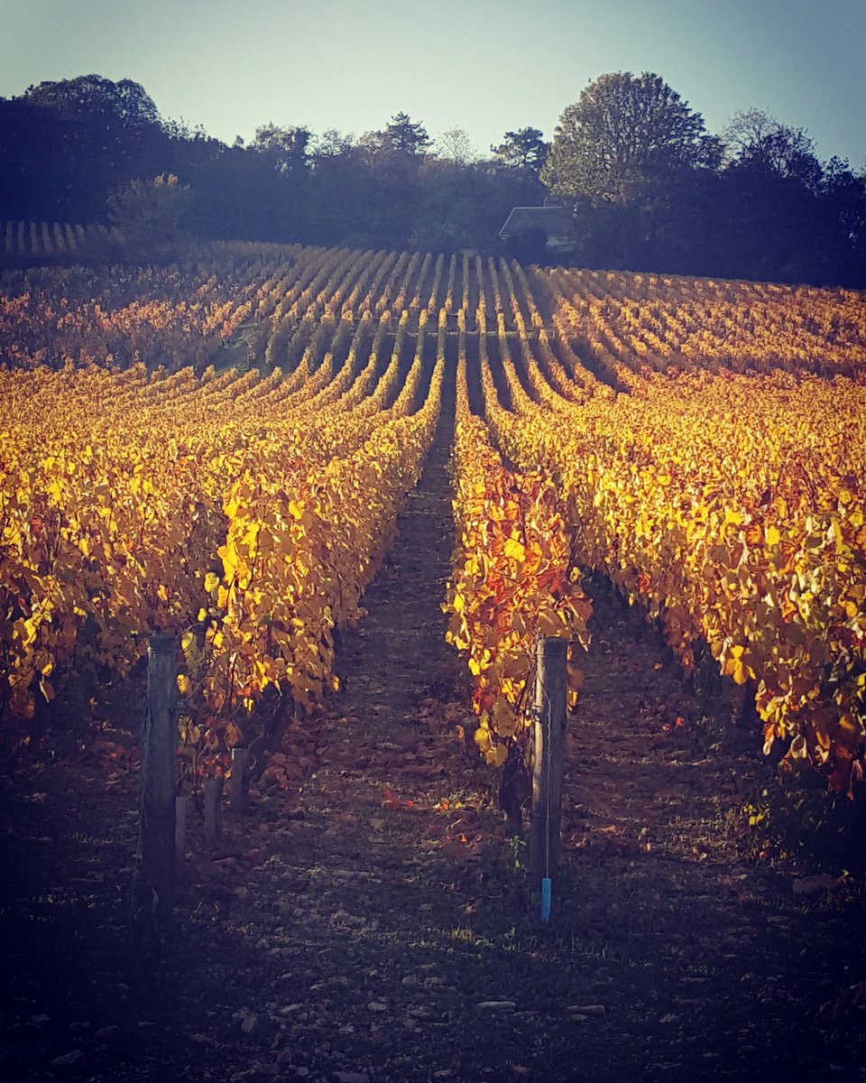 A nice walk in the #vineyard nothing better for the soul #fall #cotedor #igersbourgogne #burgundy #thisisgold