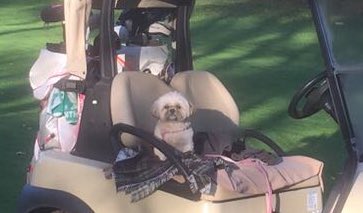 cute_ladydog's tweet image. Today, I am playing golf ⛳️ I want to be better than Jason Day or Mcllroy🏌Do u think that's possible? #athleticdog #cutedog #torelaxismylife