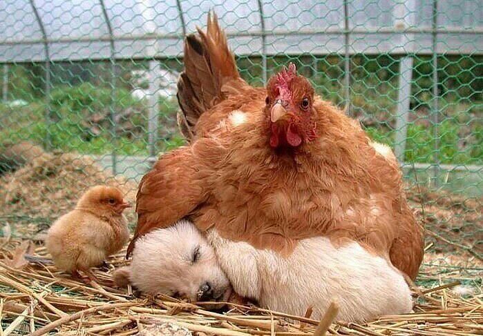 LevykinV's tweet photo. @8807_2425 @227eada8efa54eb @SrinualRs1 @LaurenVictorita @adityasingh7865 @Blissmare @kwang5andy @omniajen @Debinchaudhary3 https://t.co/FGy8udHkRL