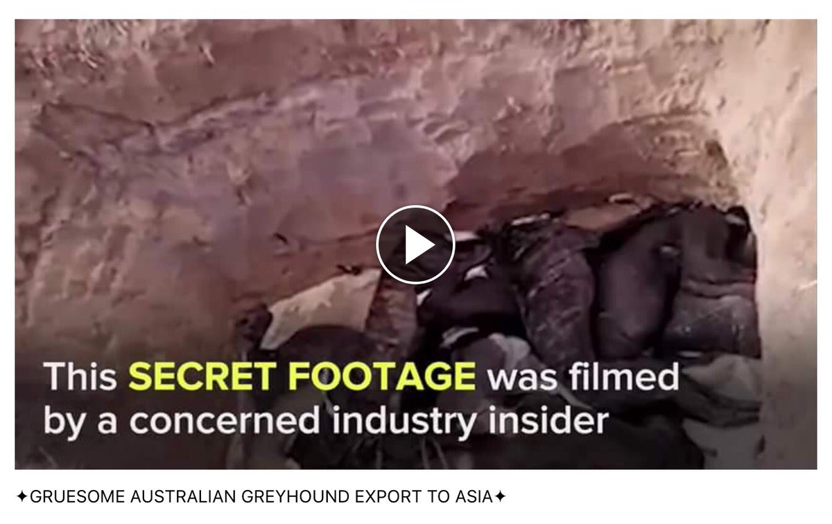 GretaAstpc's tweet image. 🔸HEARTBREAKING , no more tears🔸#Australia shame #Greyhounds exported to #Asia .@mikebairdMP terrible footage here ➡️m.facebook.com/story.php?stor…