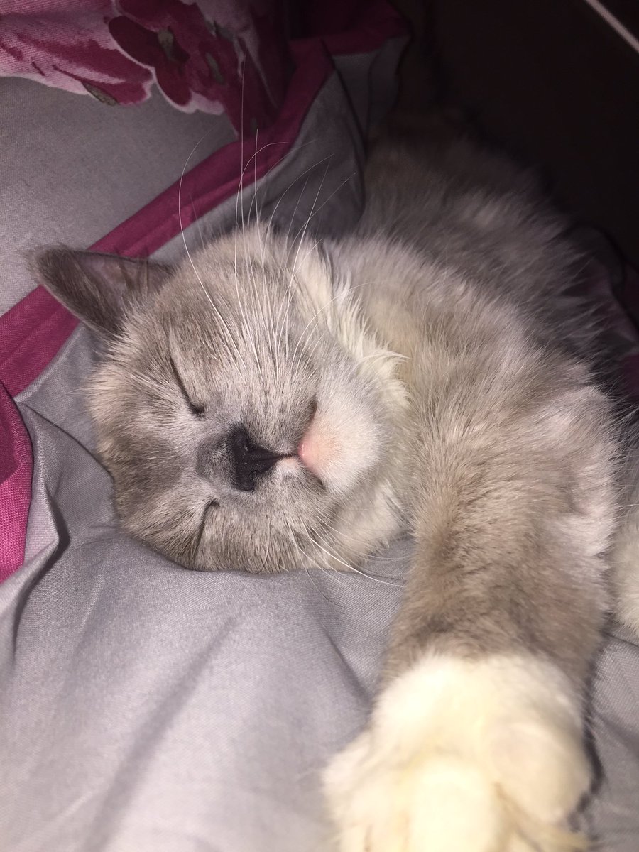 amy_0610's tweet photo. Coco has no plans of getting out of bed this morning 💤 #ragdoll #cat #kitten #sleepy #lazy #thisiswhatasundayisfor #thedayofrest https://t.co/itqmTUsy7U