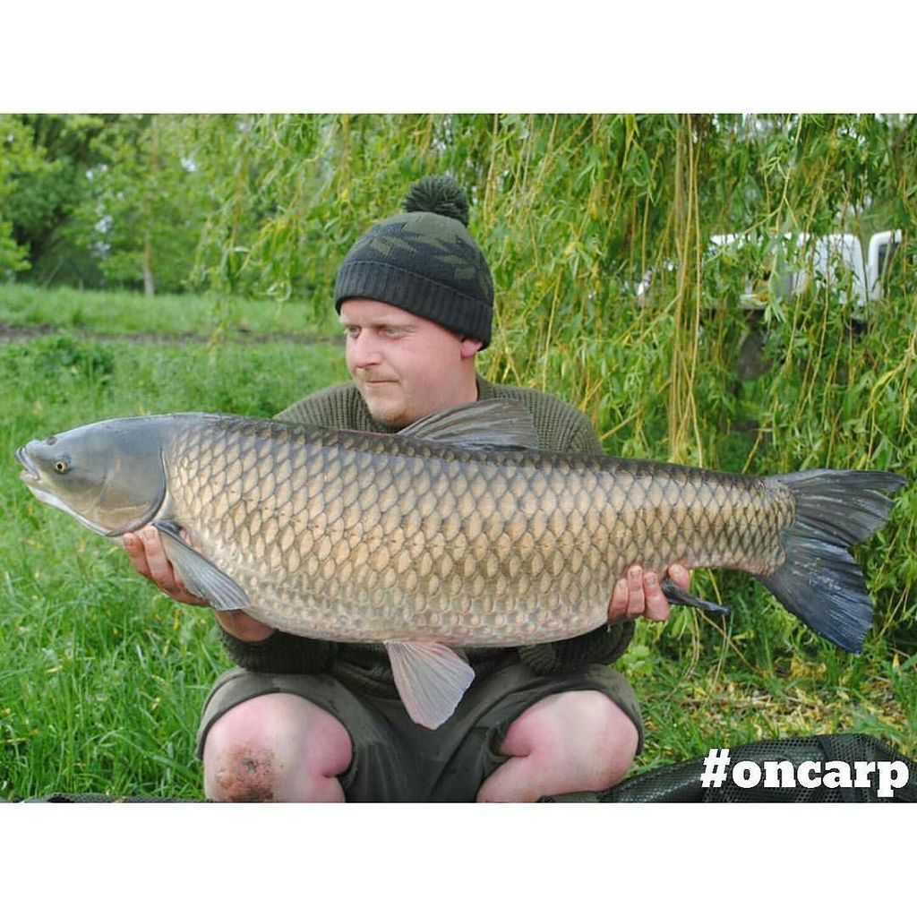 OnCarp tweet media
