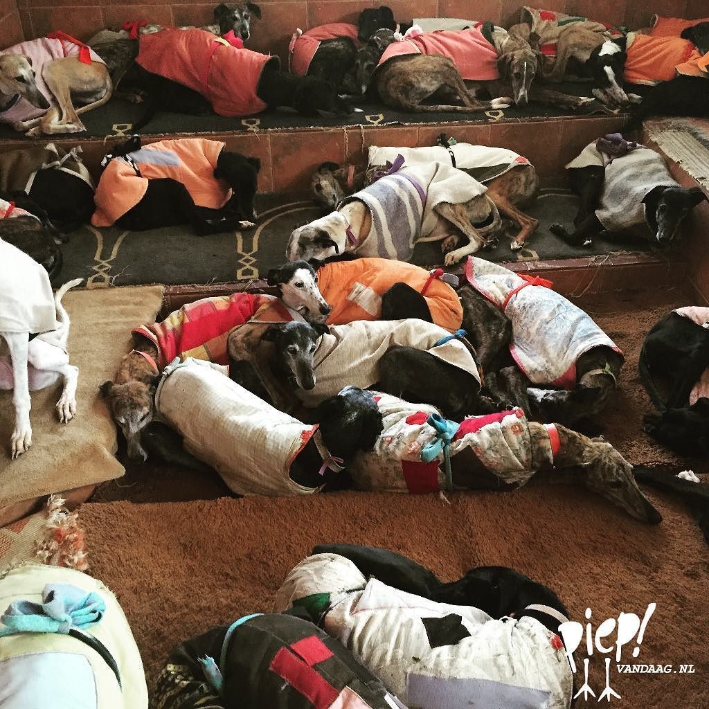 House of Animals tweet media