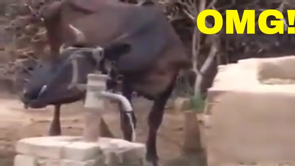 TheFunBuzz's tweet image. youtu.be/tUFnEpvAKVw The Cow is Really Smart ★ Funny Animals 2016