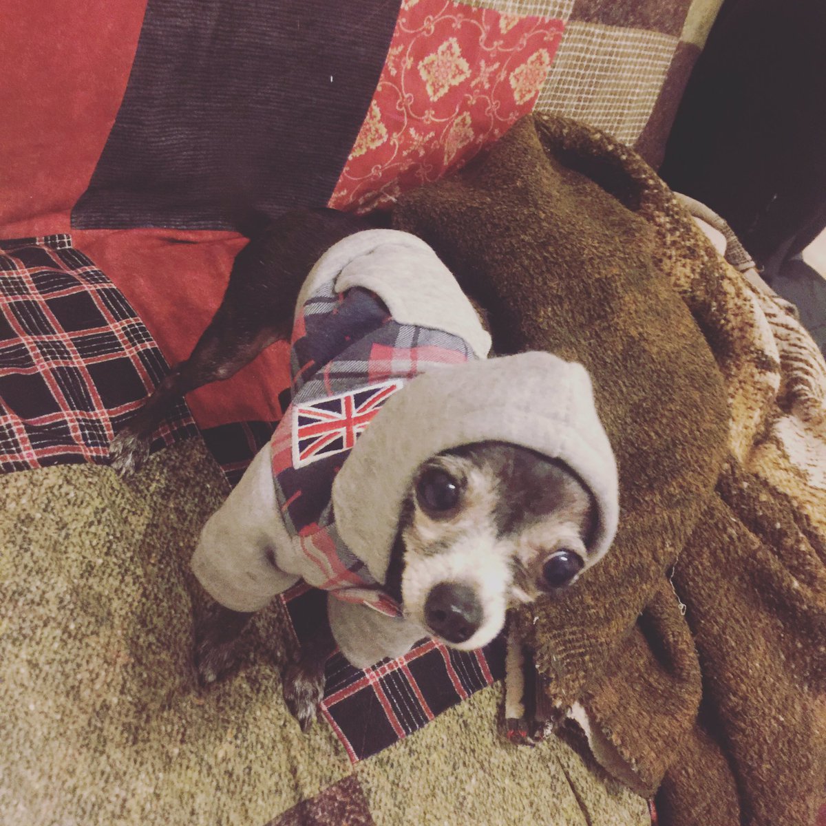 sookieinthecity's tweet photo. I nono Y'z mom let ze #chihuahua stay ze nite.i hide in closet til it leevz #catsnotdogs #univitedguest #sadsookie https://t.co/ujW3RsQpLU