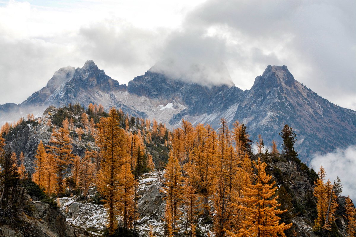 Yellow larches stand out against stone &amp; snow <a href="/NCascadesNPS/">North Cascades NPS</a> by Meghan Young #Washington