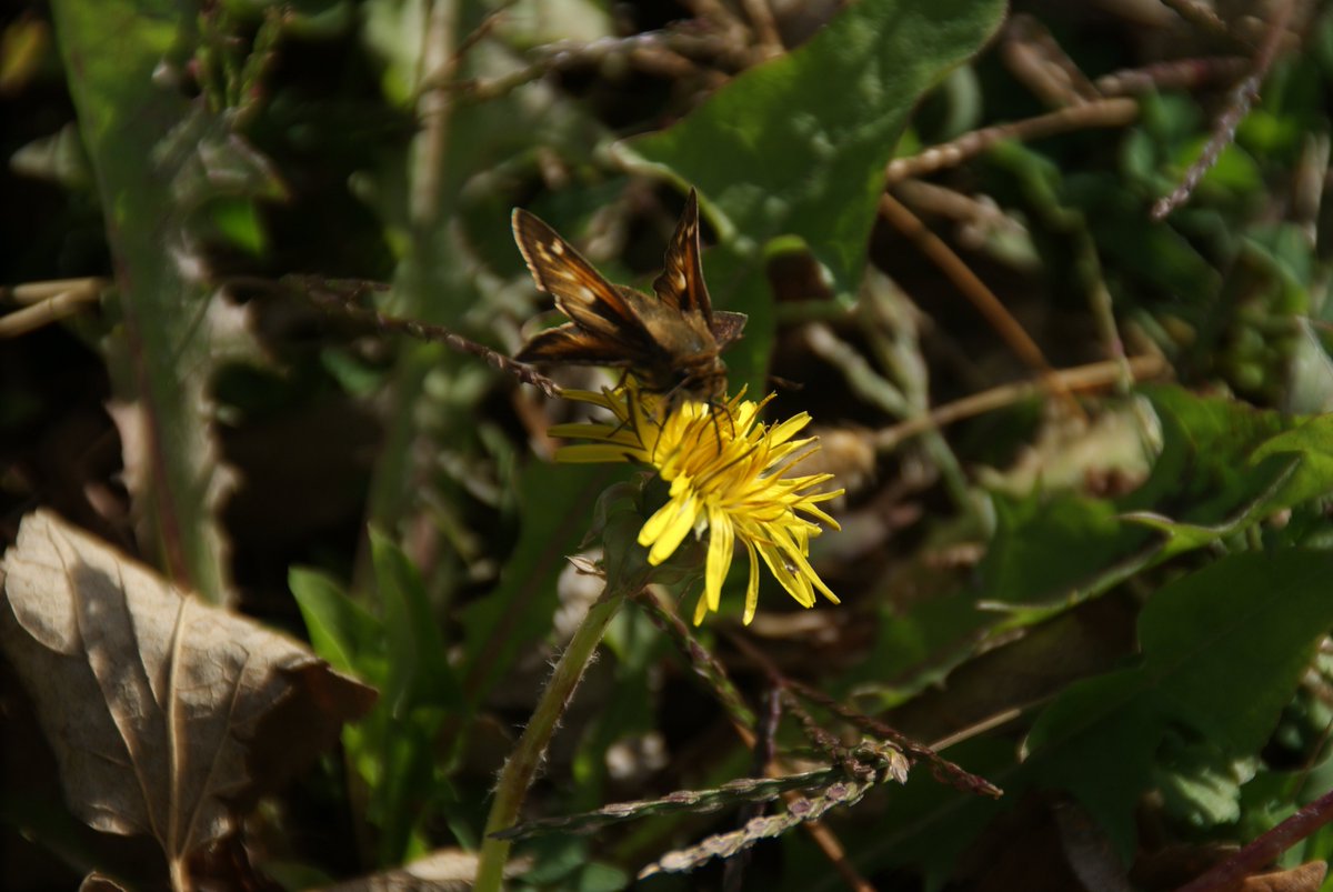 MikeZooLoo's tweet image. @LisaGinKC November 6th.....fewer and fewer....some butterflies still hanging in there in Northeast #Kansas #WinterCanWait