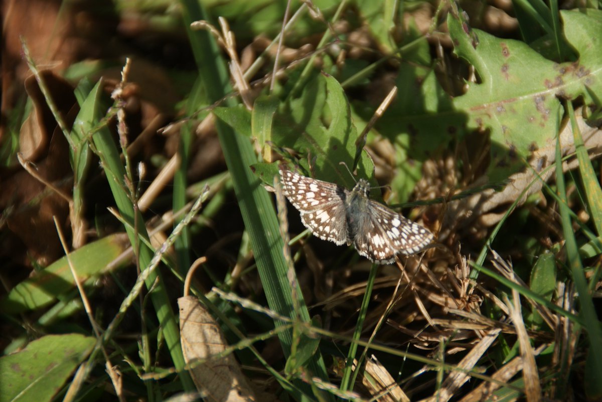 MikeZooLoo's tweet image. @LisaGinKC November 6th.....fewer and fewer....some butterflies still hanging in there in Northeast #Kansas #WinterCanWait
