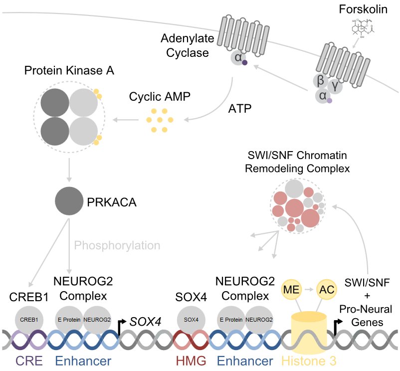 generegulation's tweet photo. Chromatin accessibility roles in #NEUROG2-mediated fibroblast-to-neuron reprogramming https://t.co/g6DWo7xcGS #forskolin #dorsomorphin https://t.co/jIhMU6yfk4