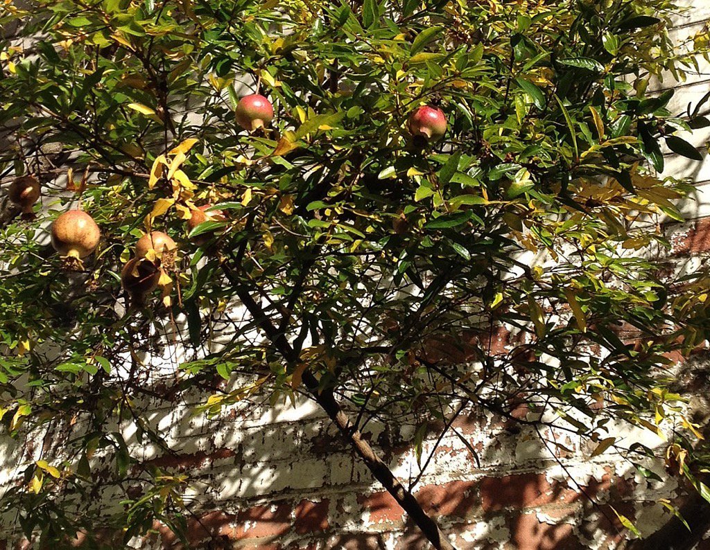 EvieSaffronS's tweet photo. Pomegranates ripening in the #autumn sunshine @ColemanCoffee on #lowermarsh today #colemancoffee #pomegranate https://t.co/4XVhUtVg2q
